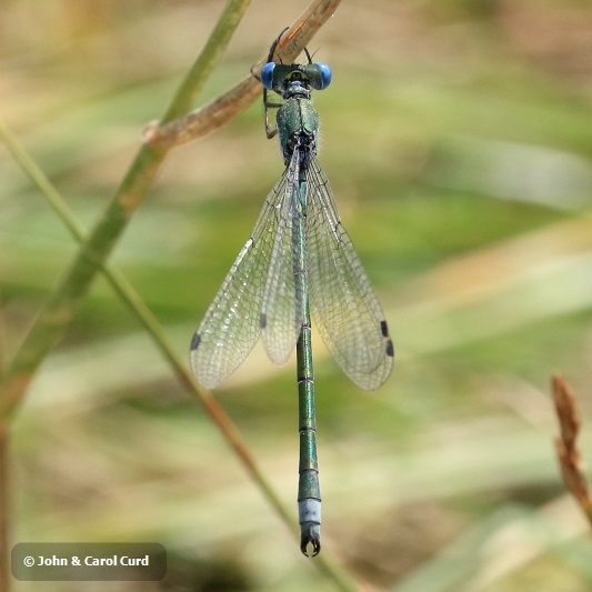 _MG_2277 Lestes dryas male.JPG